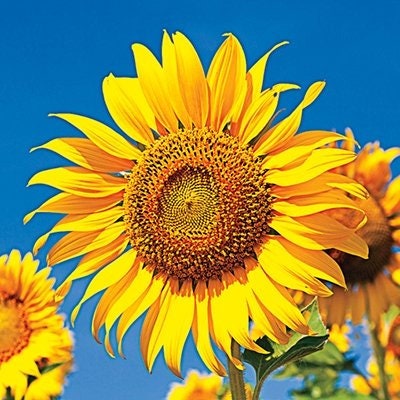 Skyscraper Sunflower Seeds for Planting | Huge 15-20 feet Tall with Giant Sunflowers | Ships from Iowa, USA