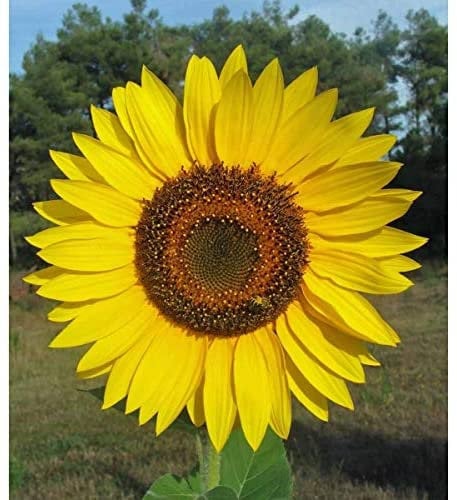 Yellow Giant Sunflower Seeds to Plant - Huge 2 ft Wide Flowers - A Real Giant