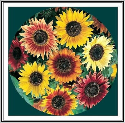 50+ Sunflower Seeds Mix - Crazy Mix - 15+ Varieties, Easy and Fun to Grow