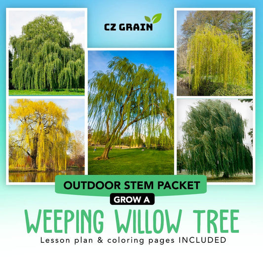 Outdoor Stem Project. Grow a Weeping Willow