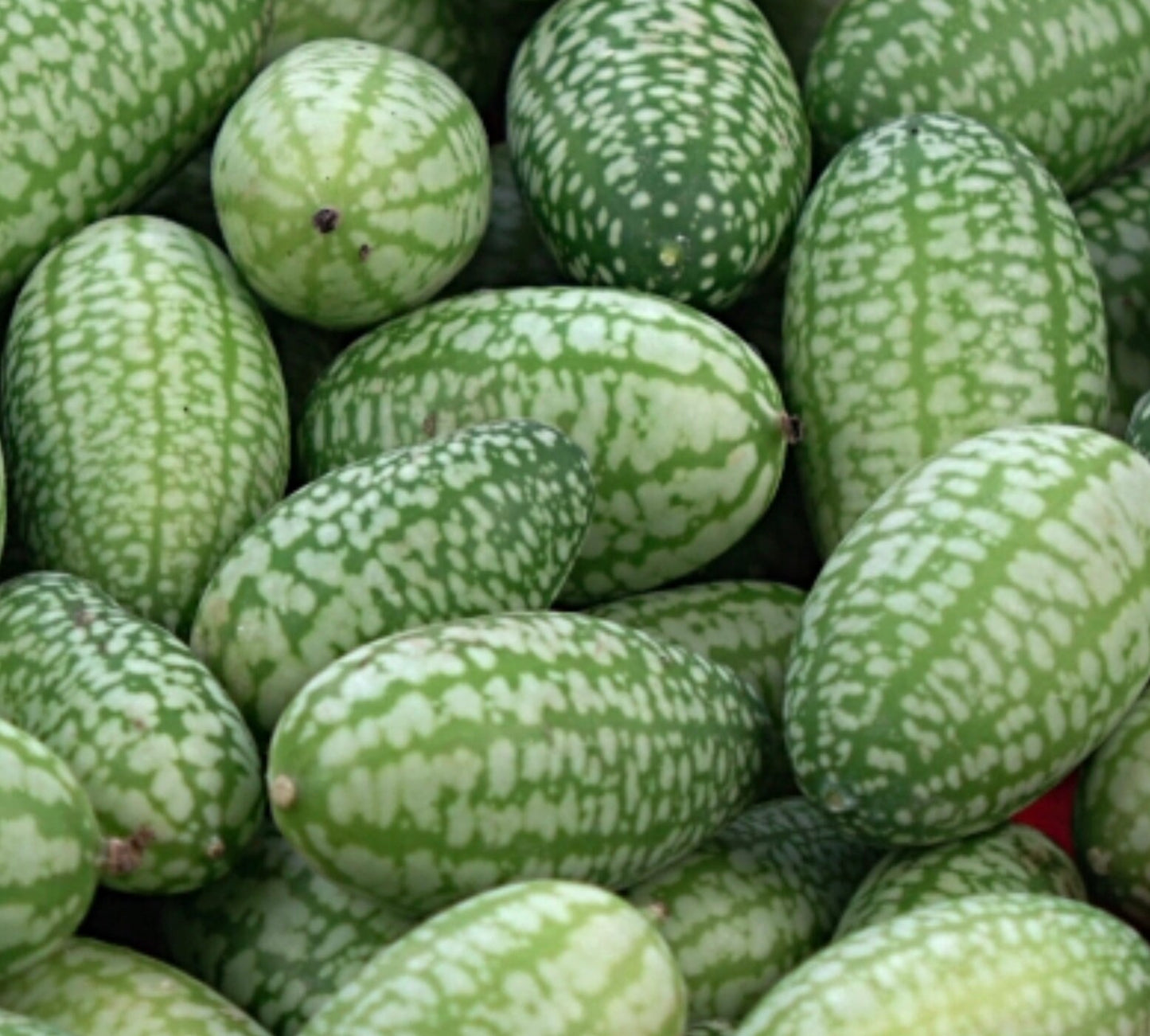 Mouse Melon Seeds | 20 Pack of Seeds | Grow This Exotic and Rare Garden Fruit | Tiny Fruit to Grow