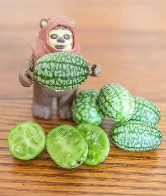 Mouse Melon Seeds | 20 Pack of Seeds | Grow This Exotic and Rare Garden Fruit | Tiny Fruit to Grow