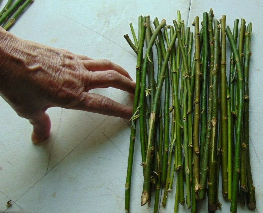 20+ Thin Hybrid Willow Cuttings. Pencil Size or Smaller. Twigs. Great Price. Grow Trees or Make Willow Water