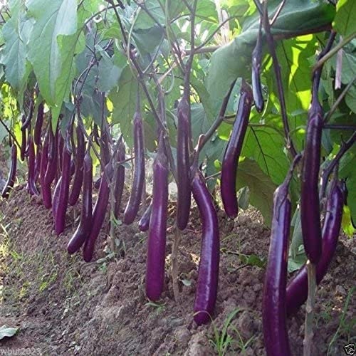 Long Purple Eggplant Seed for Planting | 100+ Seeds | Non-GMO Exotic Heirloom Vegetables | Great Gardening Gift