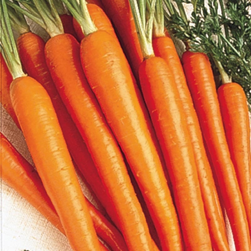 Scarlet Nantes Carrot Seeds for Planting | 100+ Seeds | Grow Your Own Vegetables | Tasty Carrots