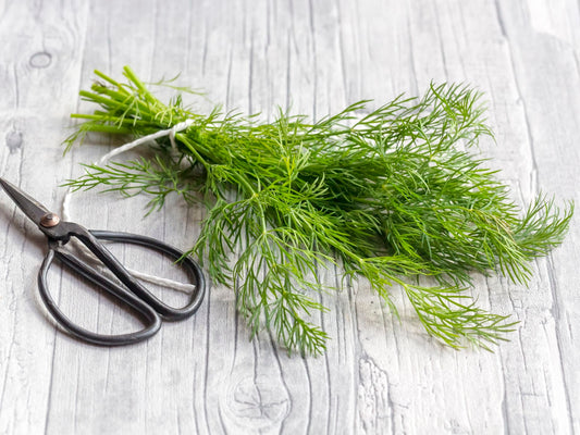 Dill Seeds | 150+ Seeds | Grow This Tasty Herb in Your Garden