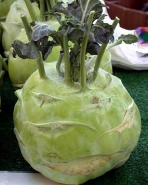 Exotic Kohlrabi Giant Cabbage Seeds | Grow This Giant Heirloom Cabbage | Rare Vegetable Seeds for Planting