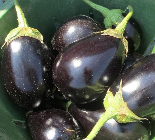 Black Beauty Eggplant Seeds | 150+ Seeds | Non-GMO Exotic Heirloom Vegetables | Great Gardening Gift