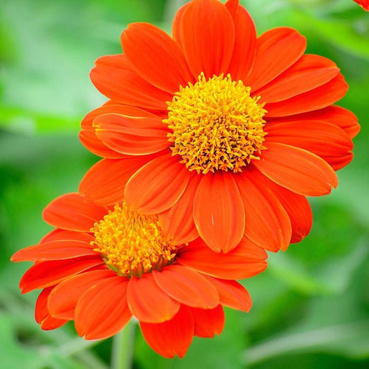 Mexican Sunflower Seeds for Planting | 100+ Seeds | Orange Tithonia Mexican Sunflower Bush