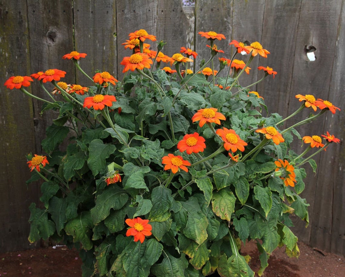 Mexican Sunflower Seeds for Planting | 75+ Seeds | Orange Tithonia Mexican Sunflower Bush