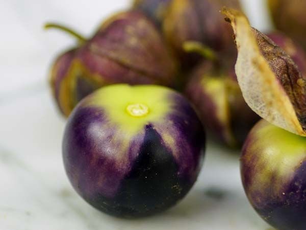 Rare Purple Coban Tomatillo Seeds | 100+ Seeds | 1in. Fruits | Exotic Garden Fruit Seeds for Planting | Made in USA, Ships from Iowa