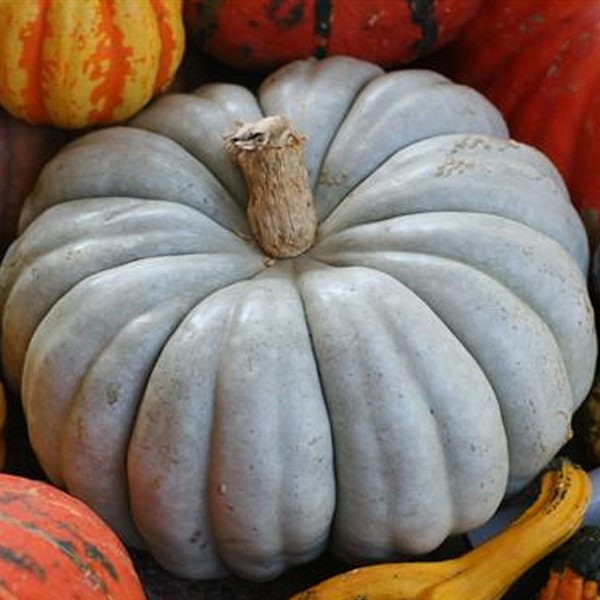 Exotic Blue Pumpkin Seeds | 20 Pack | Blue Jarrahdale Pumpkin Seeds