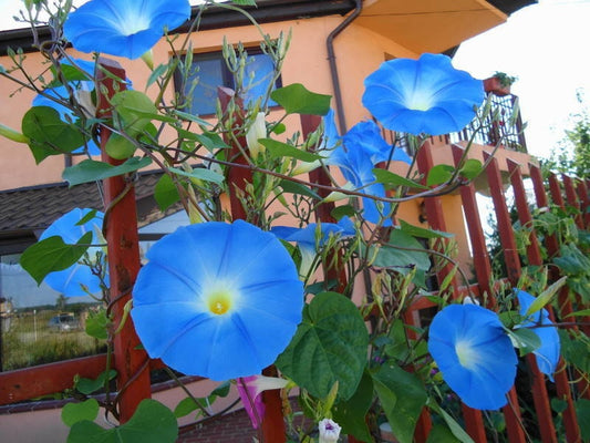 Blue Morning Glory Seeds to Plant | 150 Seeds | Beautiful Flowering Vine