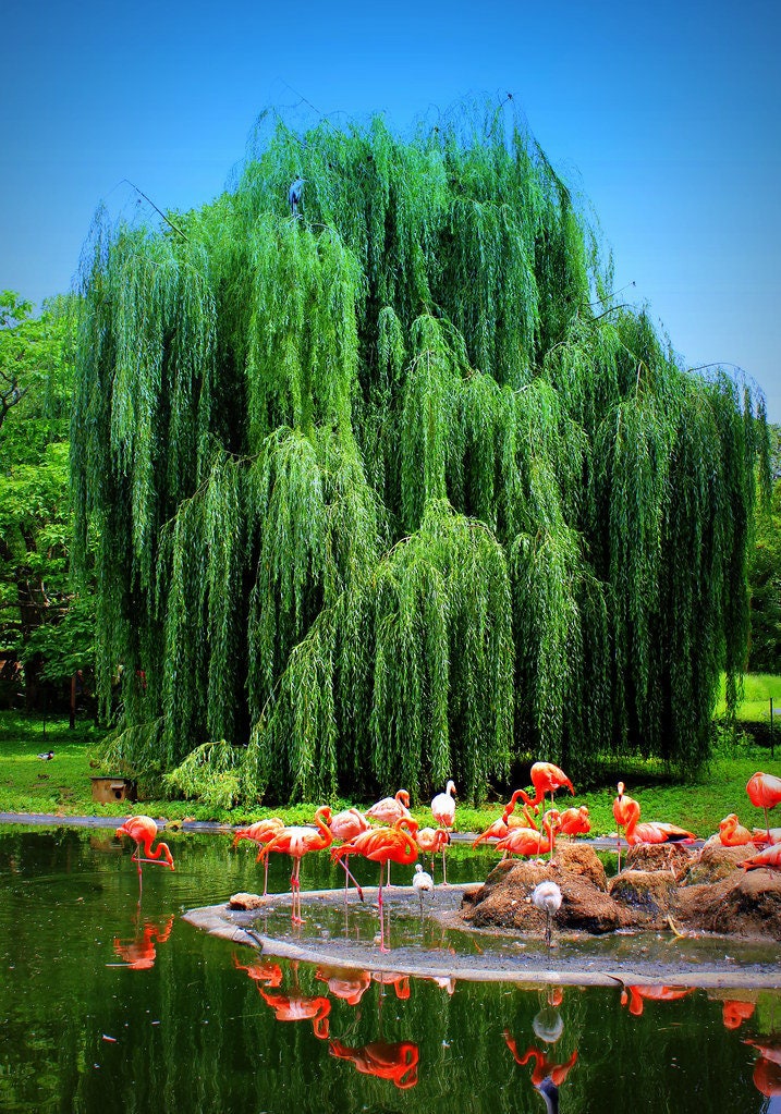 Outdoor Stem Project. Grow a Weeping Willow