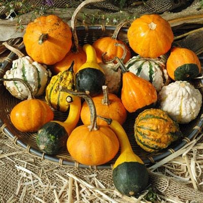 Small Gourd Mix Seeds to Grow | Easy to Grow Your Own Fall Decor