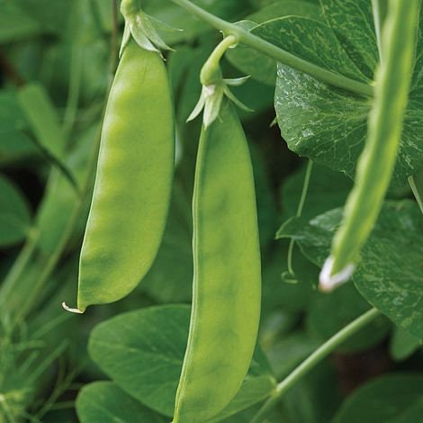 Sugar Pod Snow Peas | 50 Seeds to Grow | Vegetable Seeds for Planting, Grow Your Own Food, Delicious