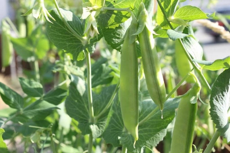 Sugar Pod Snow Peas | 50 Seeds to Grow | Vegetable Seeds for Planting, Grow Your Own Food, Delicious