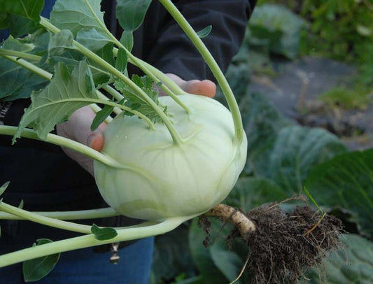 Exotic Kohlrabi Giant Cabbage Seeds | Grow This Giant Heirloom Cabbage | Rare Vegetable Seeds for Planting