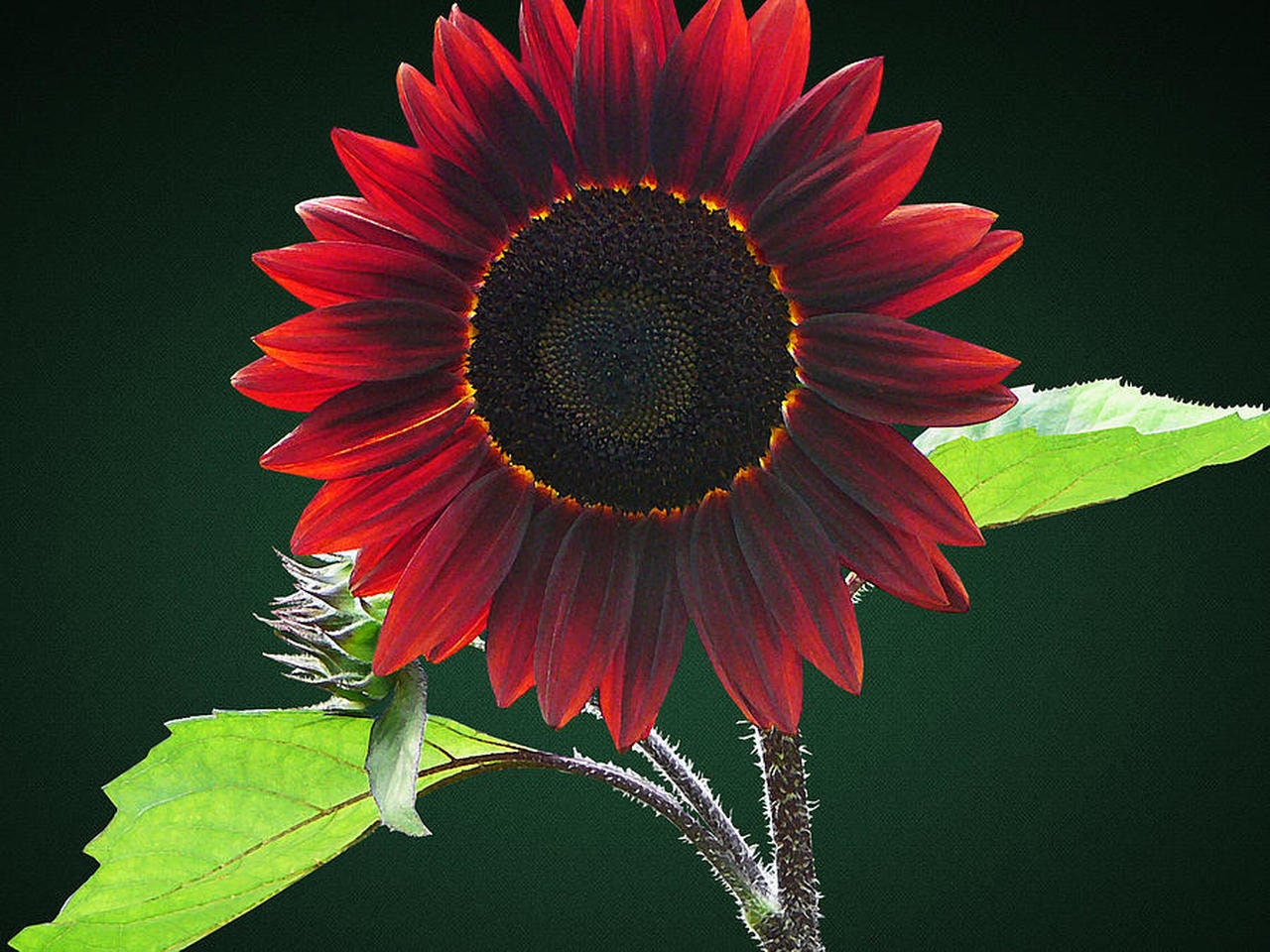 100 Chocolate Sunflower Seeds for Planting | Grow Exotic Chocolate Cherry Sunflowers | Rare Garden Seeds for Planting