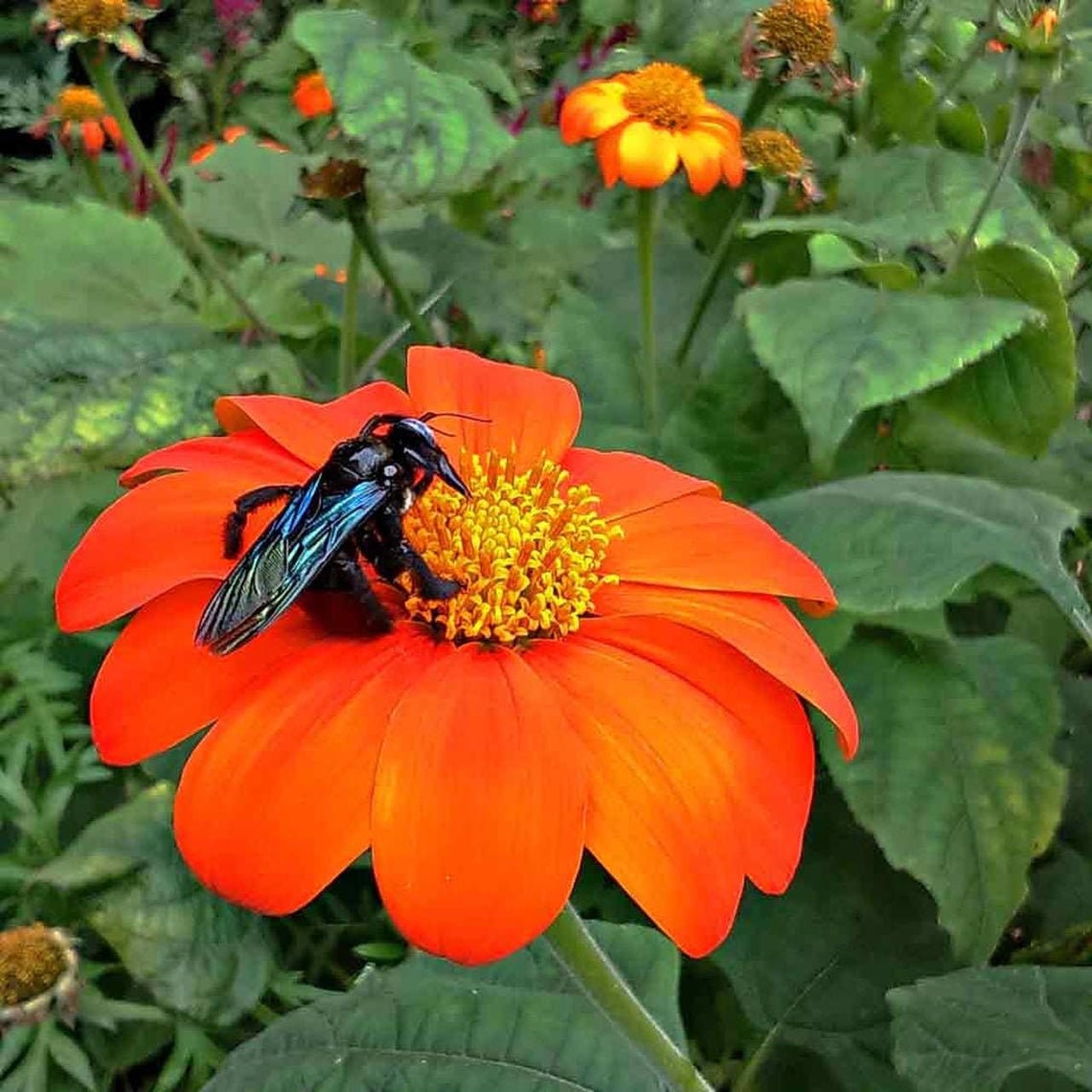 Mexican Sunflower Seeds for Planting | 100+ Seeds | Orange Tithonia Mexican Sunflower Bush