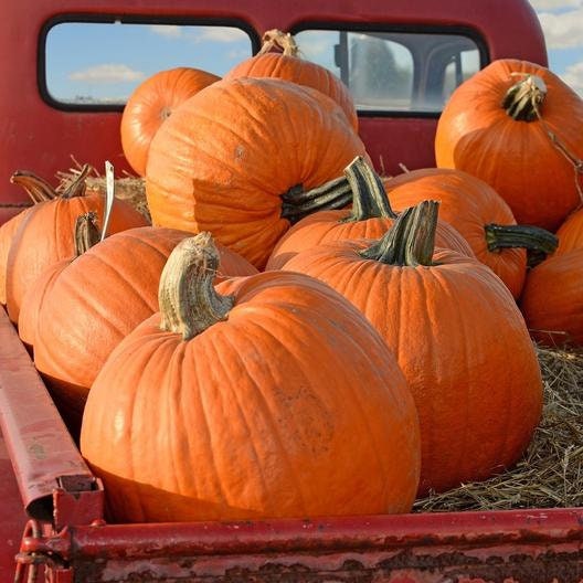 Big Max Pumpkin Seeds | 20 Seeds | Prized for Being Giant and Symmetrical, Great for Jack-O-Lanterns