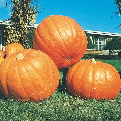 Big Max Pumpkin Seeds | 20 Seeds | Prized for Being Giant and Symmetrical, Great for Jack-O-Lanterns