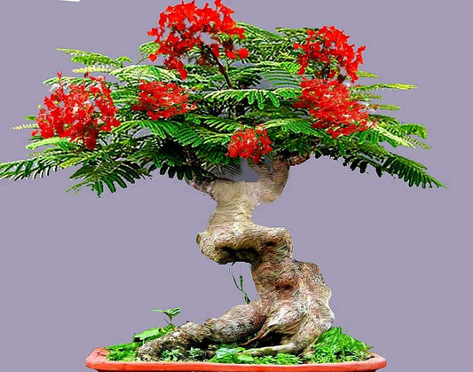 Bonsai Flame Tree Seeds - Tropical Flowering Tree - Stunning Red Flowering Bonsai Tree