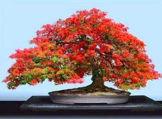 fire tree bonsai Bonsai Flame Tree Seeds - Tropical Flowering Tree