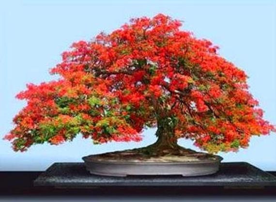 Bonsai Flame Tree Seeds - Tropical Flowering Tree - Stunning Red Flowering Bonsai Tree