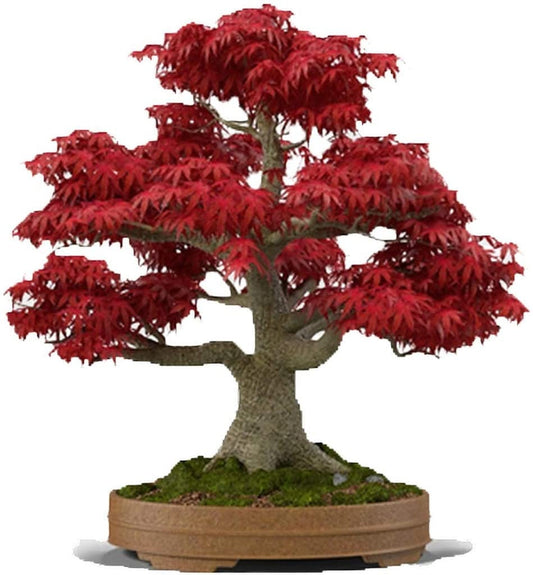 Custom Bonsai Seeds (4pack) You pick the types.
