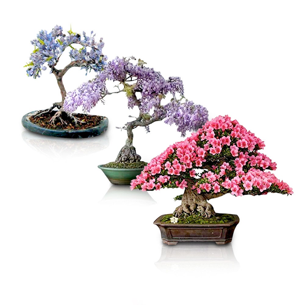 Flowering Bonsai Tree Seed Bundle #1 - 3 Types of Flowering Tree Seeds to Grow as Bonsai Tree, Chinese Wisteria, Judas Tree, Blue Jacaranda