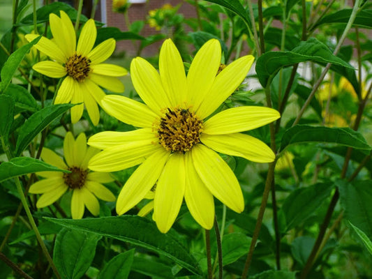 Lemon Queen Sunflower Seeds for Planting | 25+ Pack of Seeds | Grow Exotic Lemon Sunflowers | Rare Garden Seeds for Planting