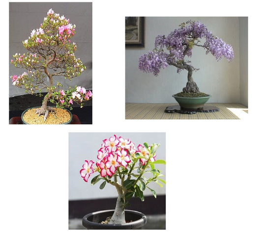 Flowering Bonsai Tree Seed Trio- 3 Types, All Flowering Tree Seeds, Vibrant Colors - Desert Rose, Japanese Cherry Blossom, Chinese Wisteria