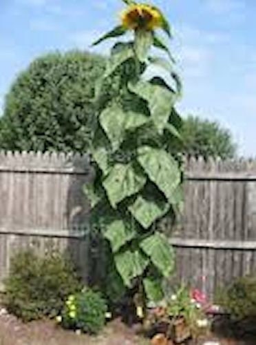 Skyscraper Sunflower Seeds for Planting | 20 Pack | Huge 15-20 feet Tall with Giant Sunflowers