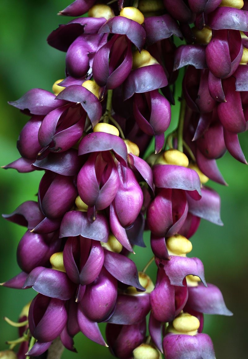 Climbing Jade Vine Seeds to Plant - 3 Big Healthy Seeds - Mucuna Sempervirens Seeds to Grow - Rare