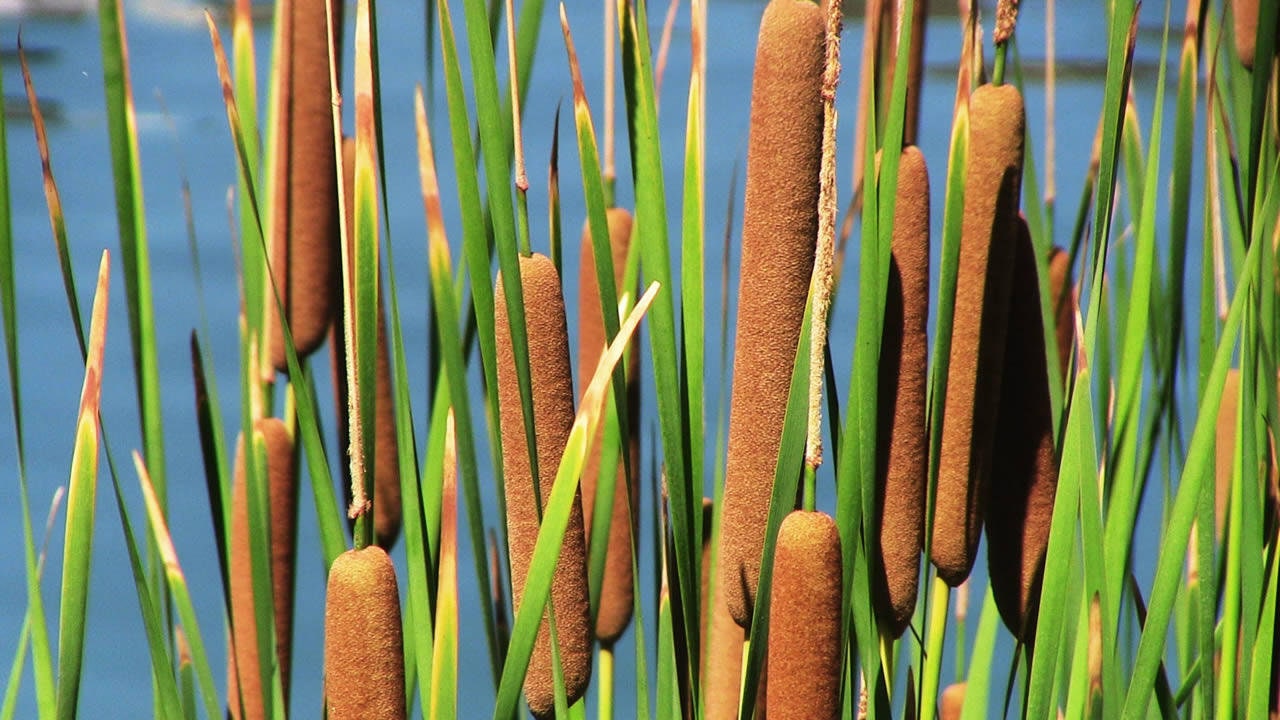 Cattail Seeds for Planting - 600 Seeds