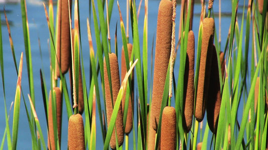 Cattail Seeds for Planting - 600 Seeds