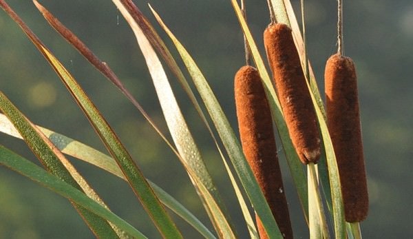 Cattail Seeds for Planting - 600 Seeds