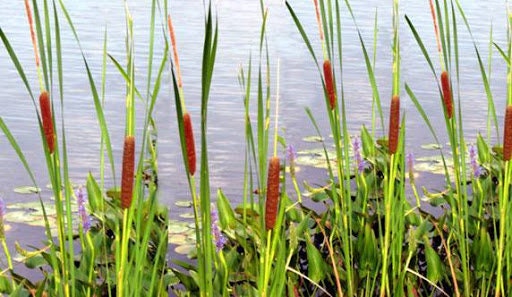 Cattail Seeds for Planting - 600 Seeds