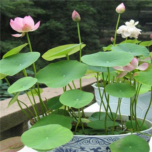 Mixed Lotus Seeds - 10 Seeds - Excellent Water Feature Bonsai