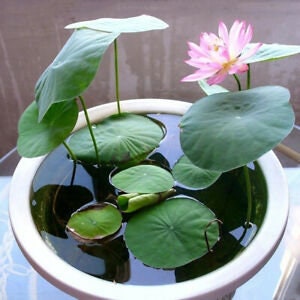 Bonsai Water lily Seeds - 10 Seeds - Flowering Water Bonsai with Lily Pad