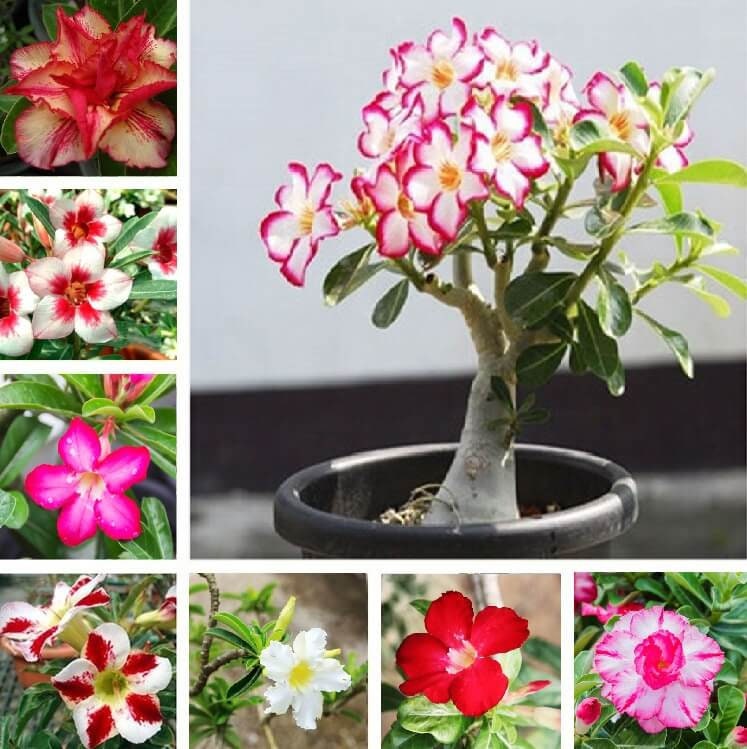 BIG PACK Desert Rose Seeds to Grow | 50 Pack of Seeds | Highly Prized Flowering Bonsai | Adenium Obesum, 50 Seeds to Grow