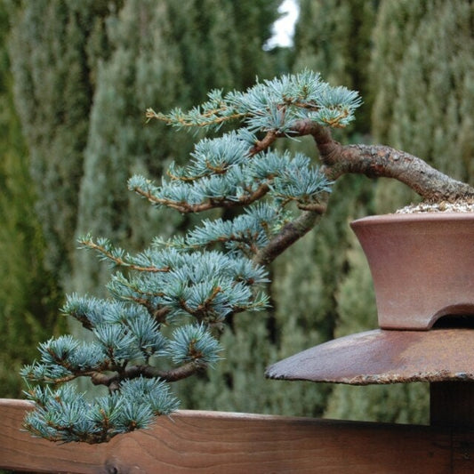 Blue Spruce Bonsai Tree Seeds for Planting | 20 Seeds | Popular Coniferous Tree for Bonsai