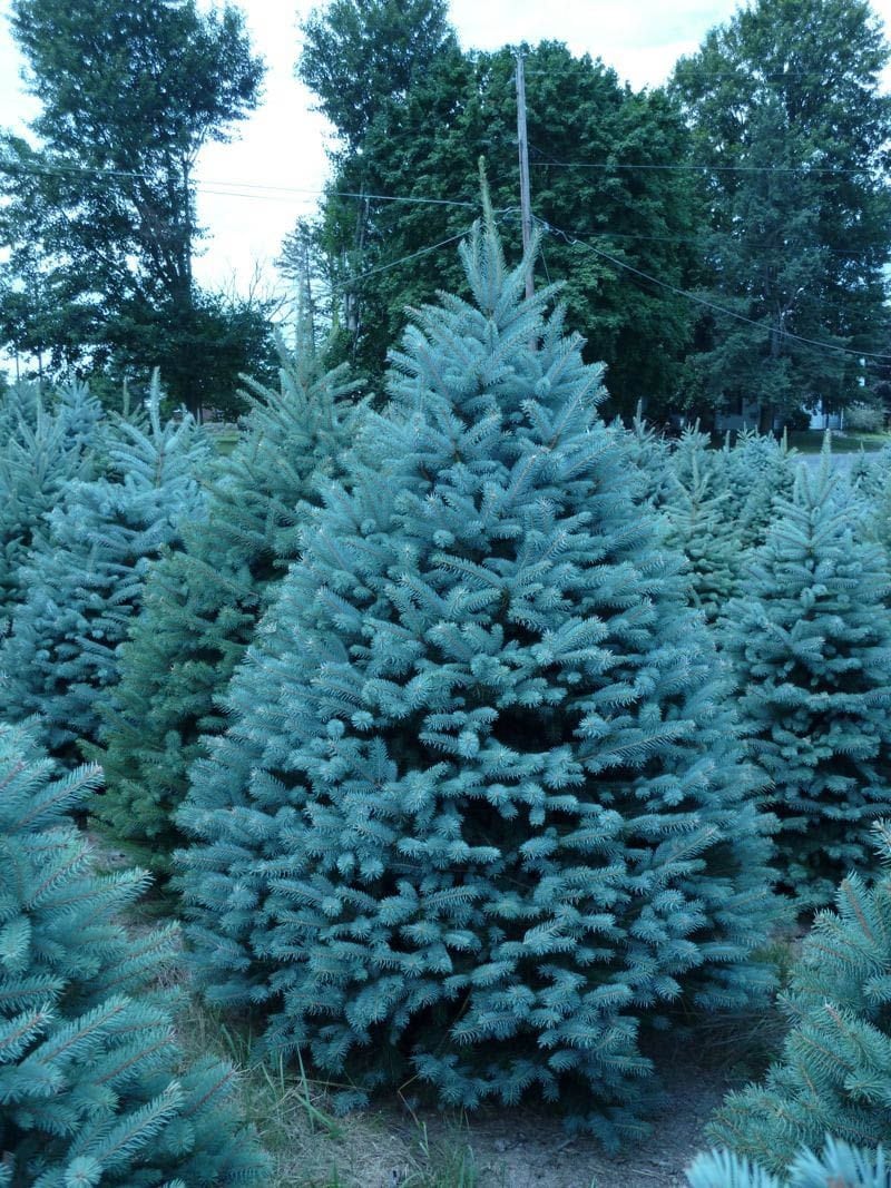 50 Blue Spruce Seeds for Planting | Colorado Blue Spruce, Picea pungens glauca | Attractive Trees for Privacy or Landscaping