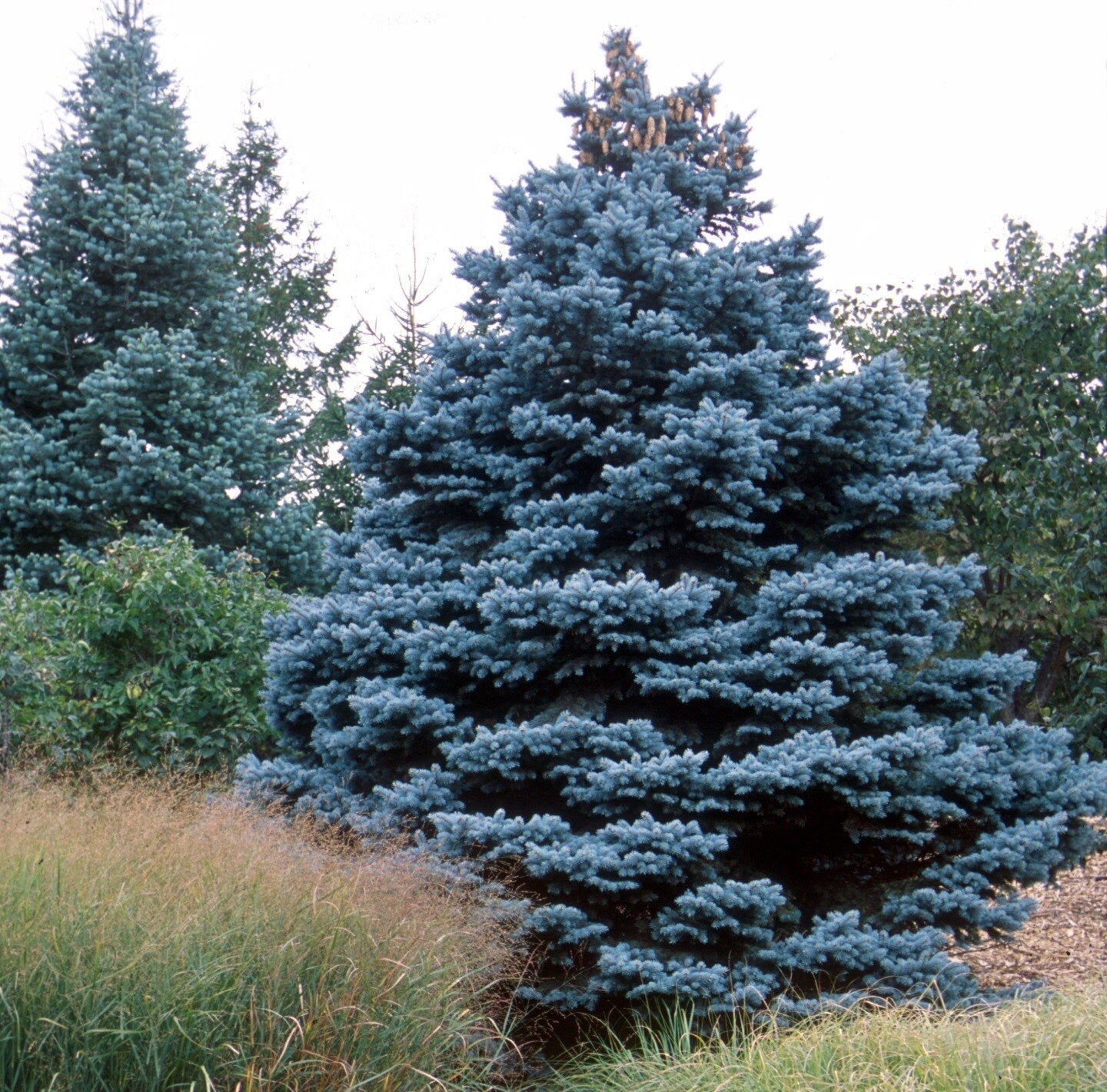 50 Blue Spruce Seeds for Planting | Colorado Blue Spruce, Picea pungens glauca | Attractive Trees for Privacy or Landscaping