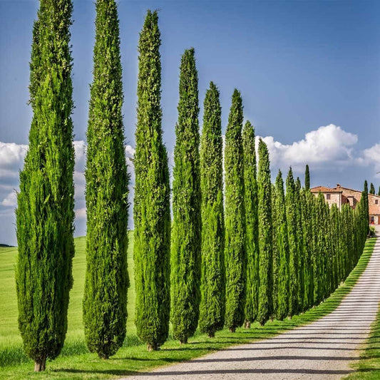100 Italian Cypress Seeds for Planting | Exotic Evergreen Tree Seeds to Grow, Great for Landscaping and Hedge Rows
