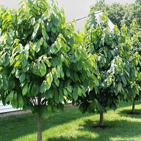 Paw paw Tree Seeds for Planting | 6 Seeds | Edible Fruit Tree, Fun and Easy to Grow Your Own Food, Exotic Edible Papaya Tree Seeds