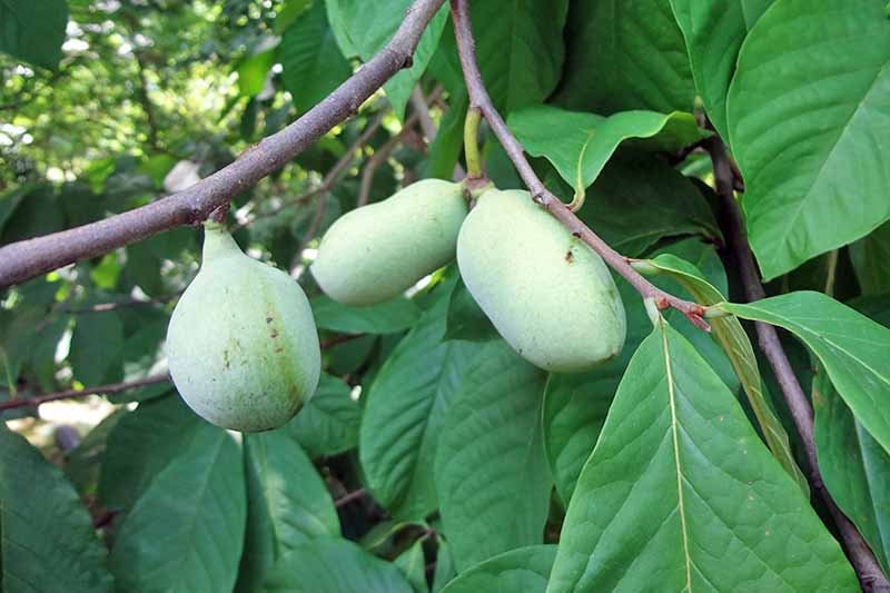 Paw paw Tree Seeds for Planting | 6 Seeds | Edible Fruit Tree, Fun and Easy to Grow Your Own Food, Exotic Edible Papaya Tree Seeds