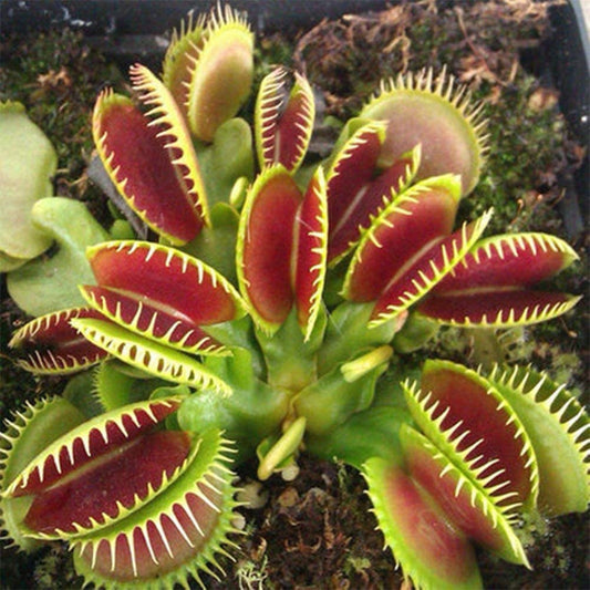 Venus Flytrap Seeds for Planting | 10 Seeds | Grow an Insect Eating Bonsai | Dionaea muscipula Seeds | Made in USA, Ships from Iowa