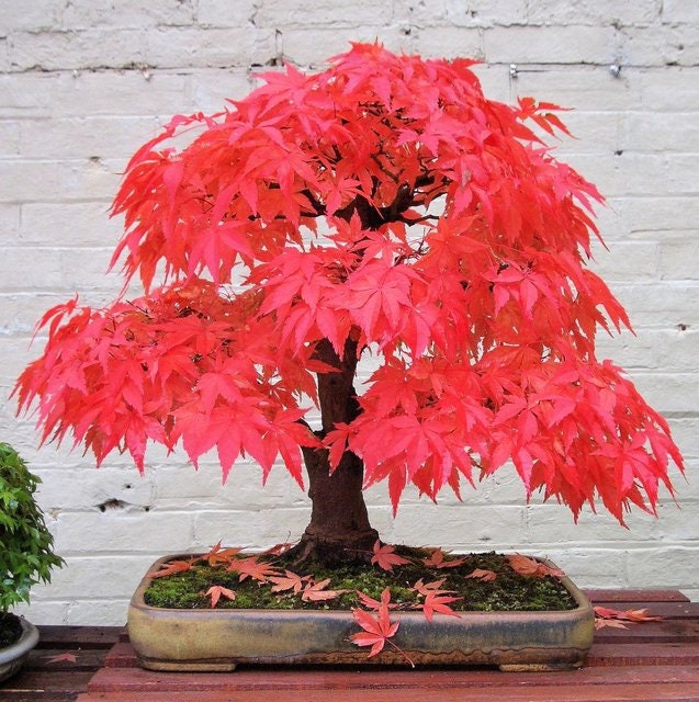 Japanese Red Maple Tree Seeds to Plant - 20 Seeds - Acer Palmatum/Real Beautiful Air Purifier Bonsai